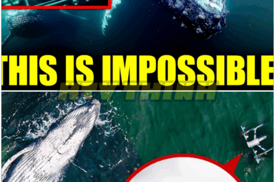 🐿️ Underwater Drone Flown Towards Group Of Whales: 🤯 Scientists Recoil in Astonishment as Drone Detects Unthinkable Phenomenon Beneath the Waves—Are We Witnessing a Marine Miracle, Alien Contact, or a Looming Oceanic Catastrophe? 🐋 🚨