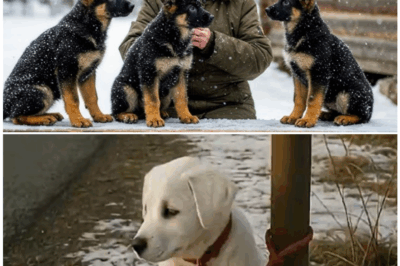 🦊 Sweet Elderly Woman Saves “Abandoned Puppy” From Freezing to Death – What She Discovered Under Its Fur SHATTERED Everything She Knew! ❄️