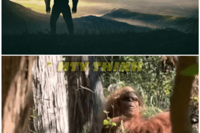 🦊 BIGFOOT FINALLY CAUGHT ON CAMERA?! Viral Video Shows TERRIFIED Hiker’s Encounter With GIANT Figure in the Woods—“I Thought I Was Going to Die” 😱🌲