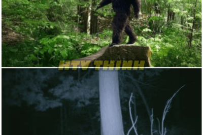 🦊 SHOCKING NEW BIGFOOT VIDEOS EMERGE — FOOTAGE SO CLEAR EXPERTS ARE PANICKING, GOVERNMENT SOURCES REFUSING TO COMMENT, AND THE INTERNET IS LOSING ITS MIND 👀