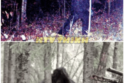 🦊 “MONSTER in the WOODS?! Shocking NEW Trail Cam Footage Could Finally EXPOSE the TRUTH About Bigfoot 🧟”