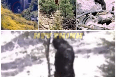🦊 “Clear Bigfoot Sighting Caught on Camera in Colorado While Hunting—The Shocking Footage the Authorities Don’t Want You to See 💥”