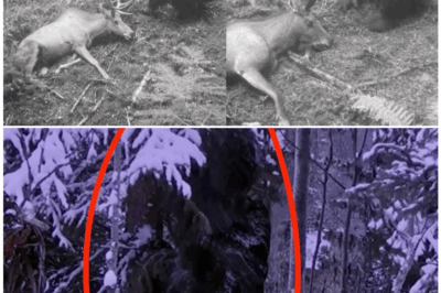 🦊 Elk Hunter CAPTURES TERRIFYING Footage of BIGFOOT in the Frozen Wilderness — Experts STUNNED by What’s Seen Moving Behind the Trees ❄️😱