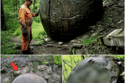 Forest Worker Found Huge Strange Stone, Gut Told Him to Cut it Open…