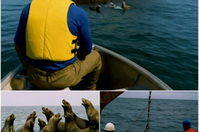 100s of Seals Swarmed This Tiny Island, What Was Found Below Explained Why…