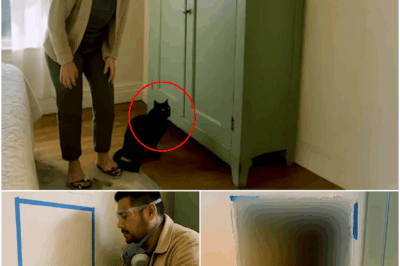 Cat Kept Staring at Closet in New House, Worker Cut Wall and Froze…