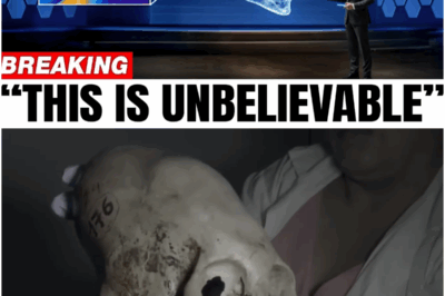 Peru’s 3,000-Year-Old Elongated Skull Mystery Finally Solved By AI — Shocking Revelations!