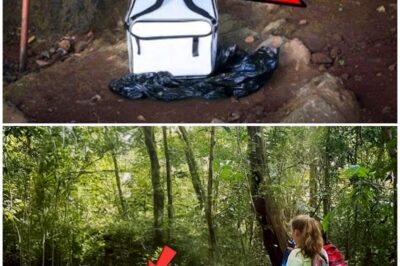 The Enigmatic Forest: A Tale of Secrets and Shadows