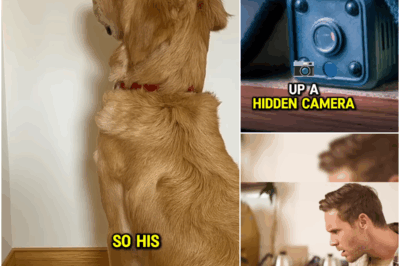 Dog Kept Staring At The Wall For Days And Owner Set Up A Camera