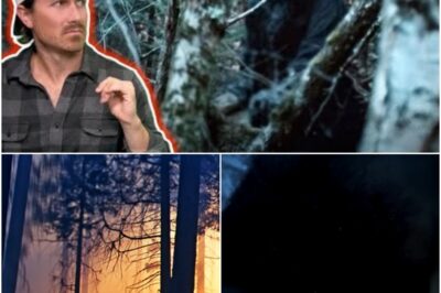 The Unexplainable Terrifying Attacks in the Forest: What Lurks in the Shadows?