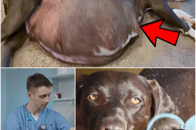 Dog Gives Birth to Puppies, When The Vet Sees Them Says “Those Aren’t Normal Puppies”