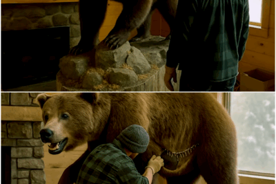 Taxidermy Tore While Moving, What Was Inside Solved a 40-Year Mystery!