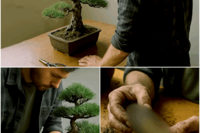 Man Repotted Grandpa’s Bonsai Tree, What He Found Inside Changed His Life…