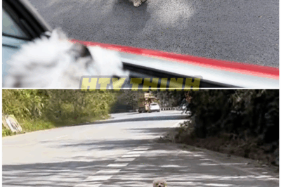 🦊 She Graduated… Then Stunned Everyone by Taking the CAMPUS STRAY DOG With Her — The Heartbreaking Truth Behind the Viral Farewell 🐾