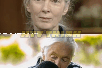 From the archives: Jane Goodall explains how humans and chimpanzees are alike