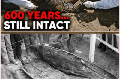 The Unbelievable Discovery of a 600-Year-Old Knight: How Did He Escape Time’s Grasp?