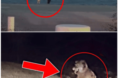 🦊 He Hit “Record” and Captured the IMPOSSIBLE — The Footage That’s Sending Shockwaves Across the Internet 📹😱