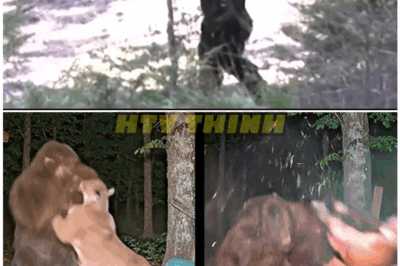 🦊 “‘YOU WON’T BELIEVE YOUR EYES!’ Hunter Captures RARE Trail Cam Footage of BIGFOOT Battling a Mountain Lion — The SHOCKING Footage That Could Rewrite Cryptid History 🐾🦁”