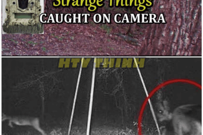 🦊 Trail Camera TERROR: Hunters Capture Bizarre, Unexplainable Creatures in the Woods — Experts Are BAFFLED by What They Found 🌲👁️