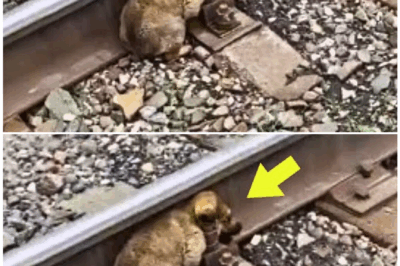 🦊 Loyal Dog Sits Motionless on Train Tracks for Days – But When Police Approach, What They Uncover Leaves Them Shaking! 🚨