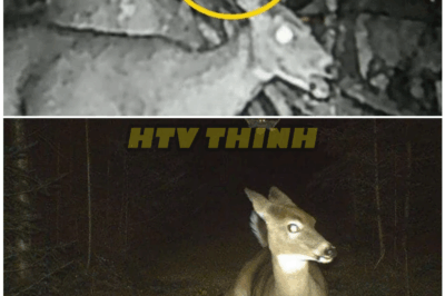 🦊 “Trail Cam Records Horrifying Predator Stalking Deer in the Dead of Night—The Terrifying Footage Experts Don’t Want You to See 💥”