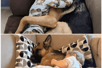 🦊 Toddler and His Dog Found Dead in Each Other’s Arms – But When Authorities Tried to Separate Them, Something UNTHINKABLE Happened! ⚠️