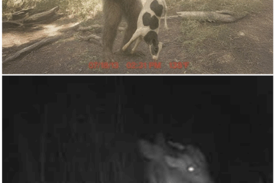 🦊 Chilling Discovery: Trail Cam Captures Creature So Bizarre, It Was IMMEDIATELY Flagged for Investigation — What Is Lurking in These Woods? 🌲📸