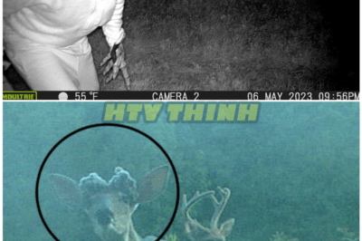 🦊 “‘YOU WON’T BELIEVE YOUR EYES!’ DISTURBING CREATURE CAUGHT On Trail Camera — The SHOCKING Footage That Left Experts Speechless 😱📸”