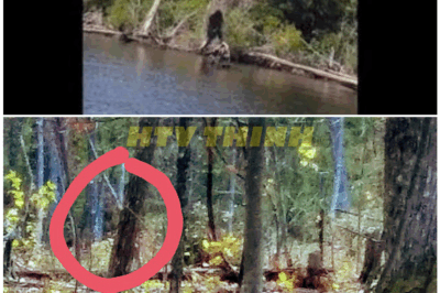 🦊 BREAKING: Bigfoot Spotted in Virginia? Eyewitnesses Claim TERRIFYING Encounter in the Woods That Authorities Are Desperate to Keep Secret! 😱🌲