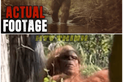 🦊 NEW Bigfoot Footage Shocks the Internet — 13 Bone-Chilling Videos From 2024 That Even Skeptics Can’t Explain! 🌲😱