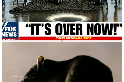 New York Released MILLIONS of Rat Killers… What Happened Next Shocked Everyone