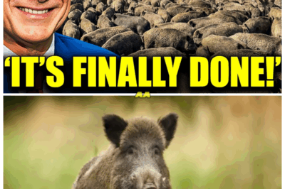 Everyone Laughed At Texas for Its Wild Boar Crisis — Until They Saw Their STUNNING Solution
