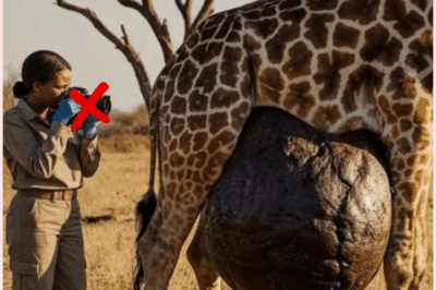 🐻 Heart-Stopping Moment: Injured Giraffe Cries Out for Help – What Humans Did Next Left the World in Tears