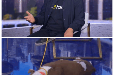 ‘Dog Whisperer’ Cesar Millan brings artificial intelligence to pet training The AI-powered collar acts as virtual dog trainer, says Cesar Millan.