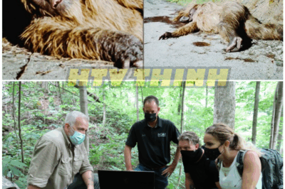 🦊 “Expedition Bigfoot Hunters FINALLY Uncover the Hidden Lair of the Elusive Beast – Shocking Secrets Inside Will Blow Your Mind!” 🪓