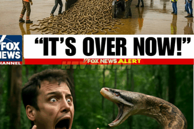 Florida Released Something That Kills Pythons from Inside, What Happened Next Left Them Speechless