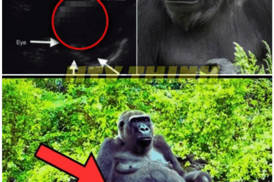 🦊 “The Pregnant Gorilla That Shocked the World!” — What the Vet Saw on the Ultrasound Will Leave You Speechless 😱🐾