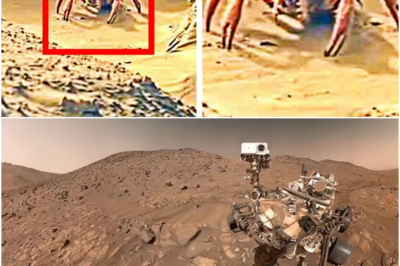 NASA Mars Rover Captured The Clearest Image Of LIFE On Mars EVER!