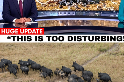 🚨 Night-Fall Footage From a Hog-Control Operation in Texas Revealed Something NO ONE Saw Coming… And Officials Are Struggling to Explain It 😰📹🌾