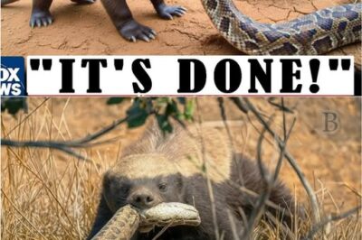 “From Laughter to Awe: How Florida’s Honey Badgers Are Solving the Invasive Species Crisis”