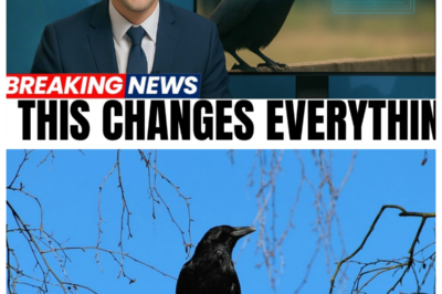 AI Just Decoded Crow Speech... What They’re Saying About Us Is Shocking