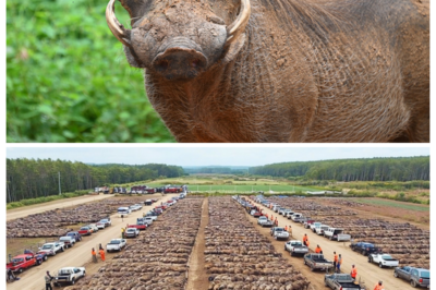 Canadian Farmers Introduce a Genius Way to Stop Hundreds of Wild Boars, And It’s Unbelievable!