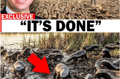 Honey Badgers Unleashed in Florida’s Everglades — Shocking Footage Reveals Unseen Aftermath