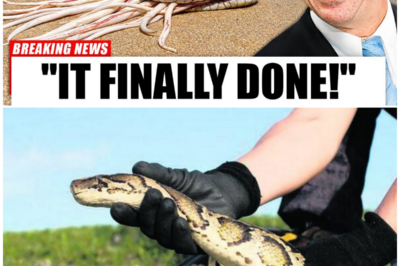 Everyone Laughed When Florida Announced Releasing Thousands of Snakes to Fight Pythons – But What Happened Next Will Shock You