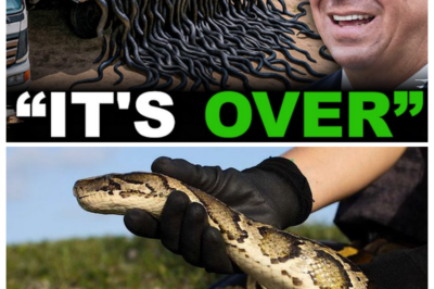 What Happens When You Release HUNDREDS of Snake Killers in Florida