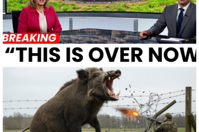 World In Shock! Texas Farmers Built a GENIUS Trap That Outsmarted 2 Million Wild Boars