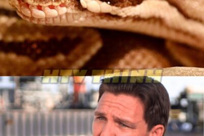 Florida’s Mad Scientists Unleash Killer Bunny Bots on Python Apocalypse—Snakes Strike Back in Bloody Swamp Horror, Mapping Secret Death Paths That’ll Chill Your Blood! 🐇💀😂 Oh honey, these egghead geniuses thought their twitching robo-rabbits would slaughter the slithering invaders, but the pythons coiled up, squeezed the fakes to death, and exposed a hidden hellish highway of horror—now hunters are one step ahead, or are the snakes plotting revenge? Experts jaws dropped in pure terror! 👇