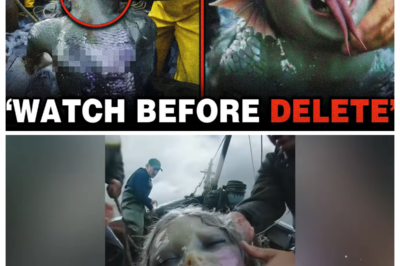 FISHERMEN LEFT STUNNED After a TERRIFYING “MERMAID” Was Caught on CAMERA—But When the FOOTAGE Zoomed In, the TRUE FACE Was FAR MORE HORRIFYING Than Anyone Expected. What Did They REALLY Capture in the Dark Water, Why Did the Crew Panic Moments Later, and Is This a Misidentified Sea Creature—or Something That SHOULDN’T EXIST at All? Grainy Video, Chilling Screams, and ONE ELECTRIC Question Have the Internet on Edge: Is This Proof of a Hidden Ocean Secret, or the Most Disturbing Hoax Ever Filmed? 👉 Click the Article Link in the Comment to See the Footage Everyone Is Afraid to Explain.