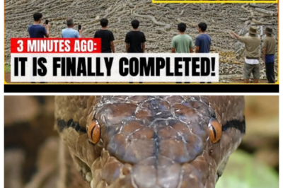 lorida’s Wild Python Eradication Footage Reveals the Aftermath Nobody Expected – Invasive Species
