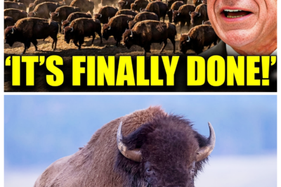 Texas Built a 500-Mile Steel ‘Bison Barrier’ Across the Plains to Wipe Them Out